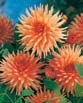 Dahlia  PREFERENCE